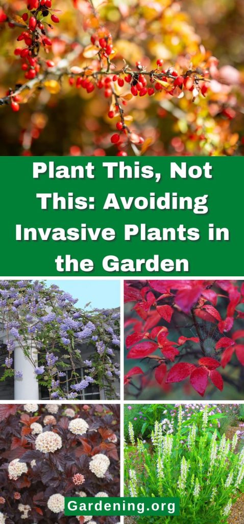 Plant This, Not This: Avoiding Invasive Plants in the Garden pinterest image.