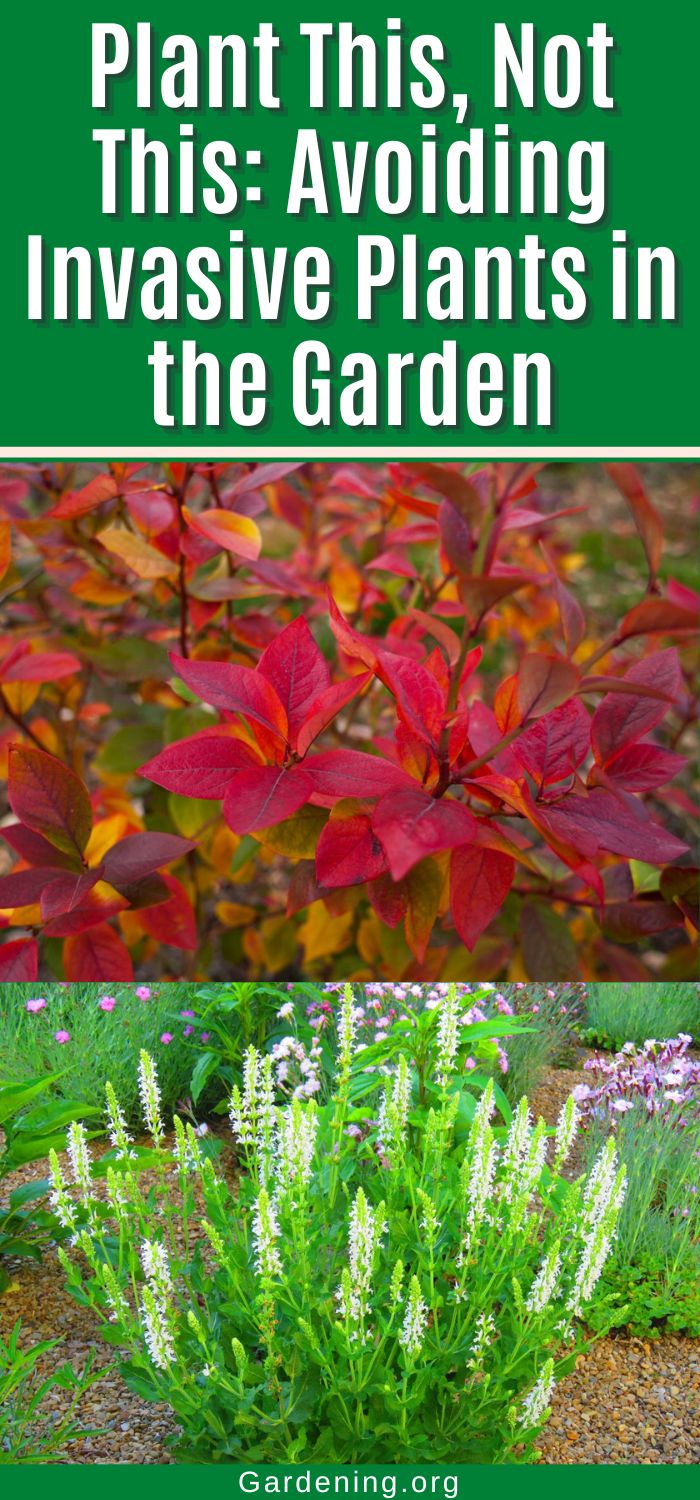 12 Invasive Plants and Their Replacements - Gardening