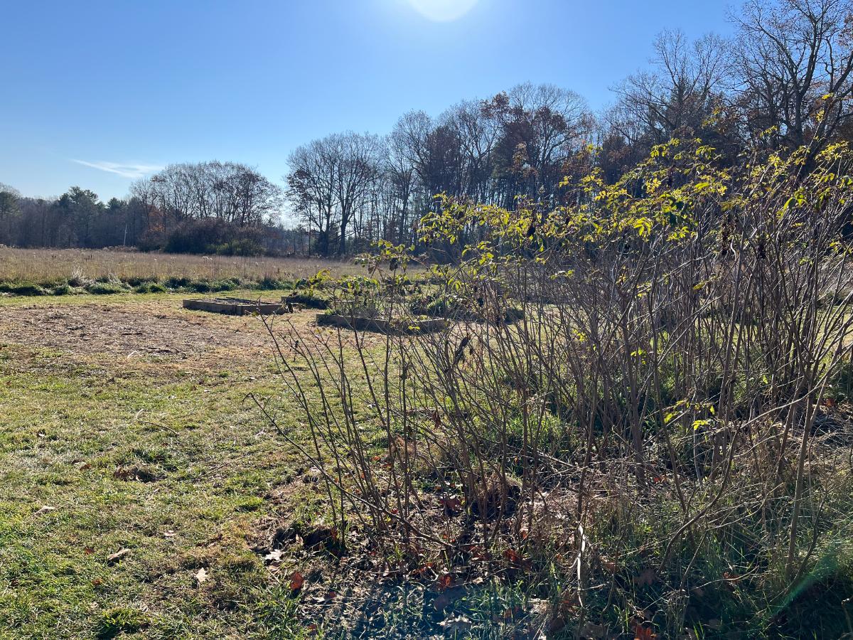 A garden going dormant for the winter