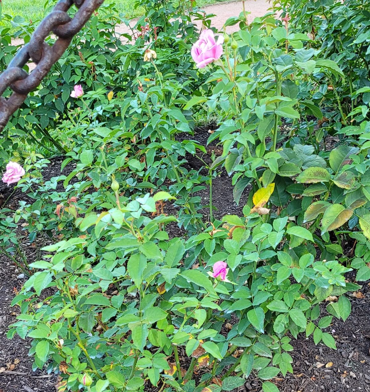 Black spot resistant Belinda's Dream rose