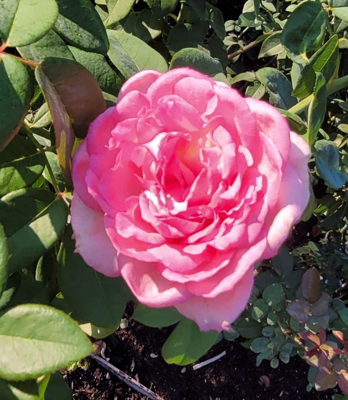 Disease resistant pink rose, Beverly