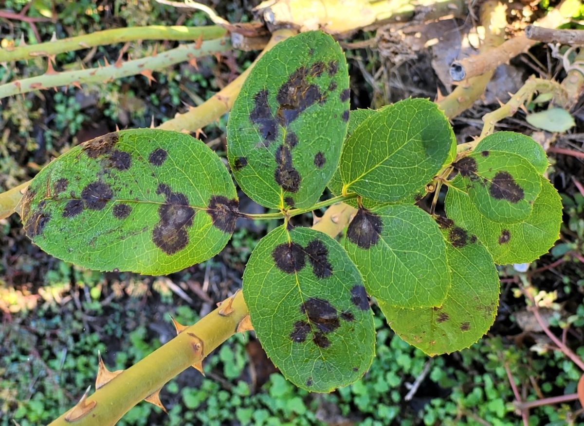Example of black spot fungus on roses