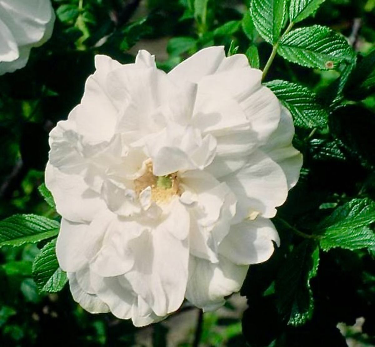 Blanc Double de Coubert rose in bloom