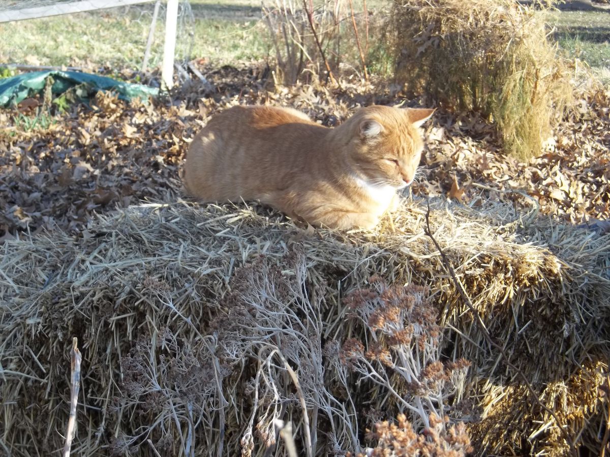 Old hay and leaves for mulching