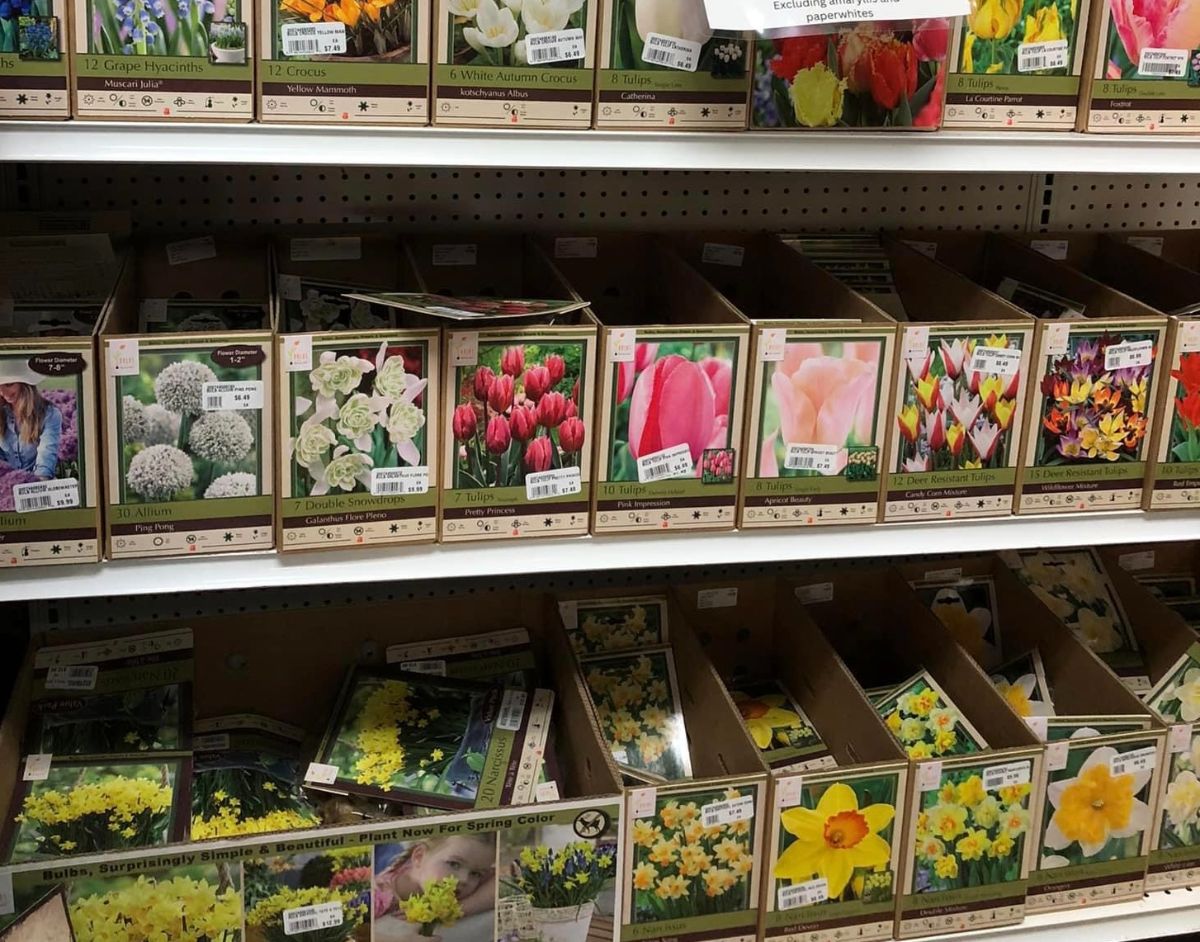 A display of fall planted bulbs