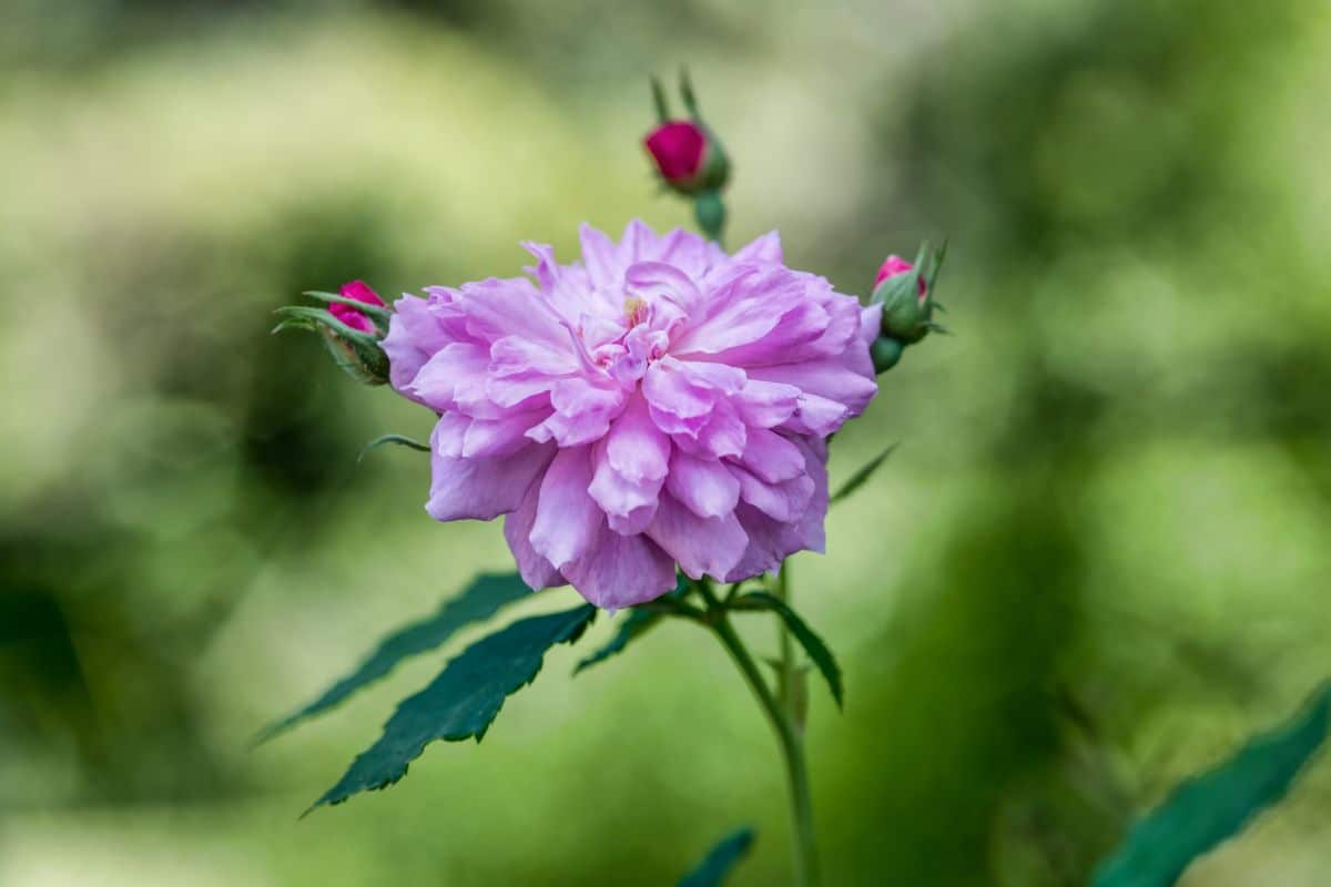 Caldwell Pink rose variety