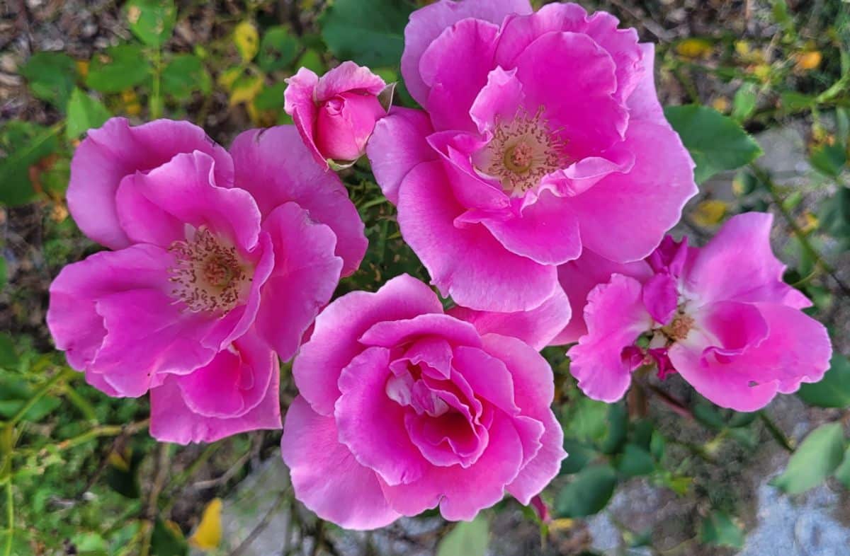 Carefree Beauty rose developed as a disease resistant rose