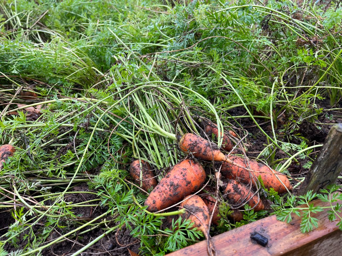 Carrots pulled after a frost