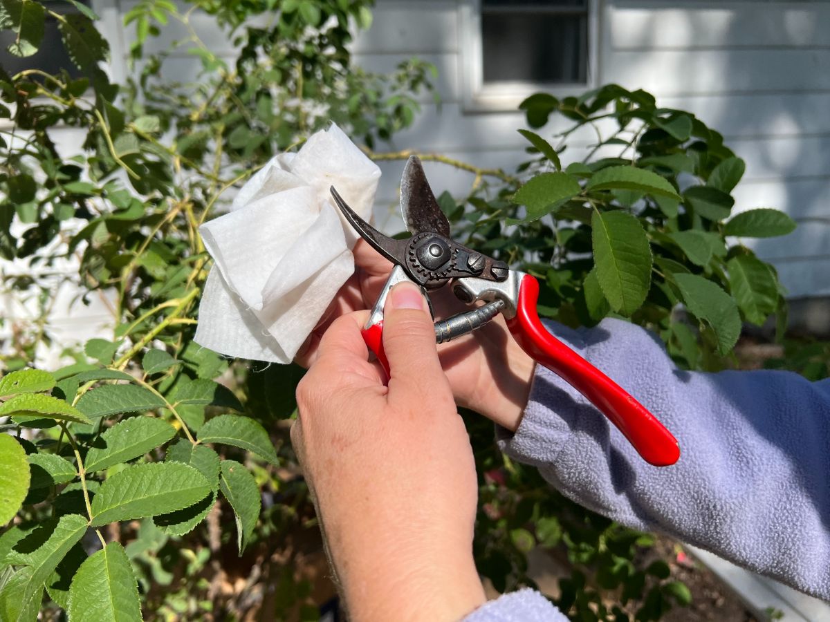 Cleaning pruners with alcohol to reduce spreading mosaic virus in roses