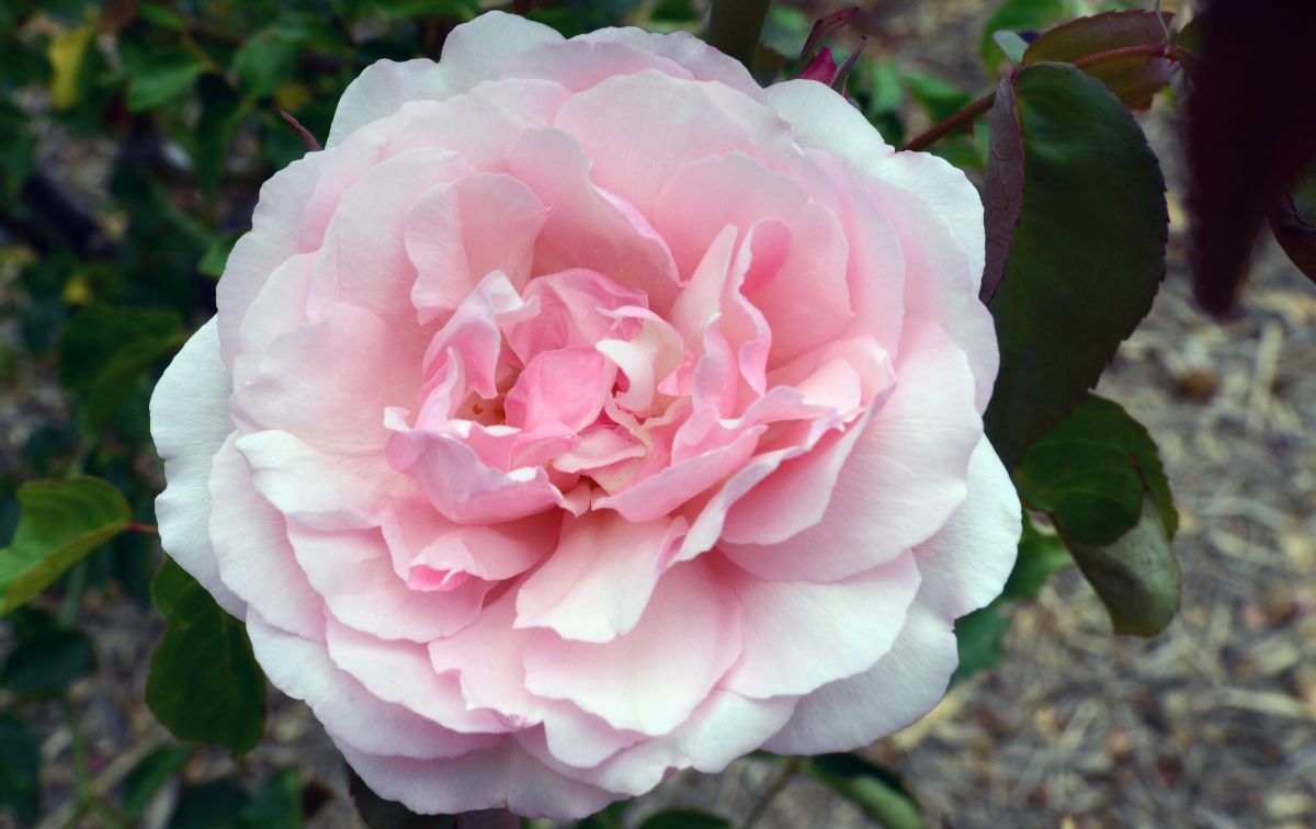 Duchesse de Brabant rose