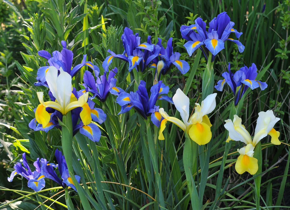 Dutch irises blooming in spring