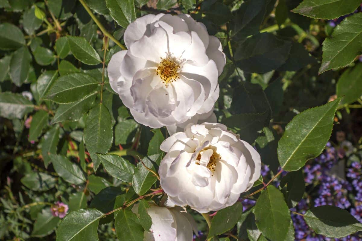 White roses on Ducher rose bush