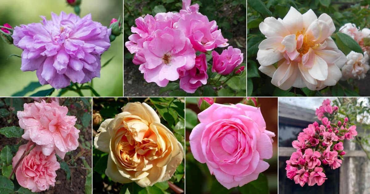 Collage of Earth Kind roses
