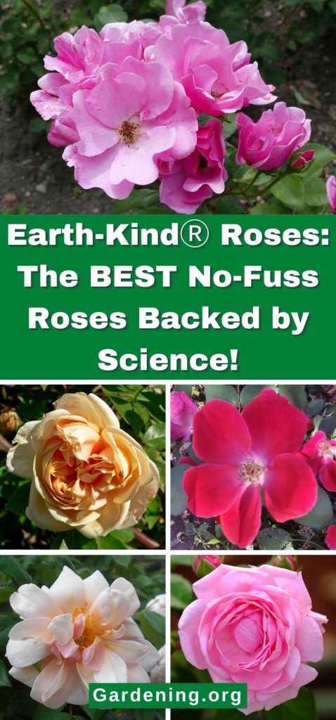 Earth-KindⓇ Roses: The BEST No-Fuss Roses Backed by Science! pinterest image.
