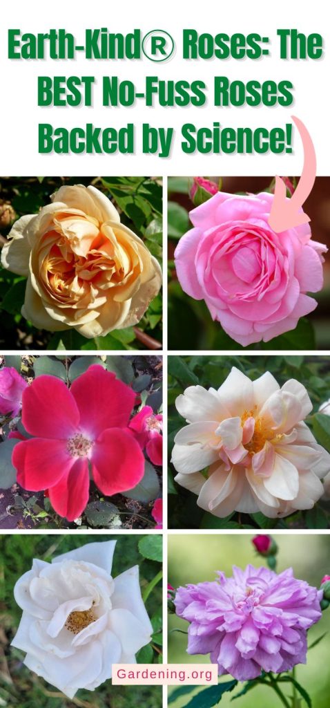 Earth-KindⓇ Roses: The BEST No-Fuss Roses Backed by Science! pinterest image.