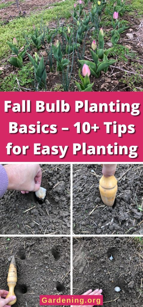 Fall Bulb Planting Basics – 10+ Tips for Easy Planting pinterest image.
