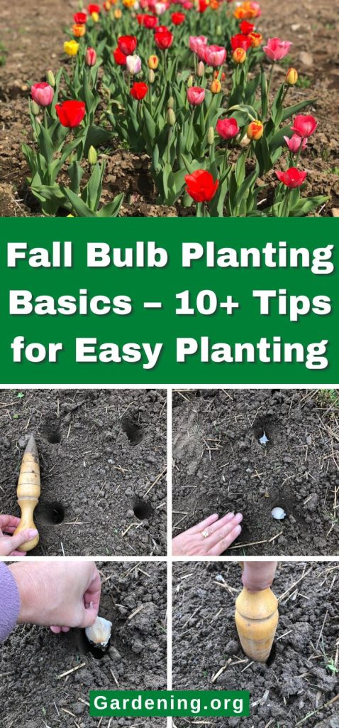 Fall Bulb Planting Basics – 10+ Tips for Easy Planting pinterest image.