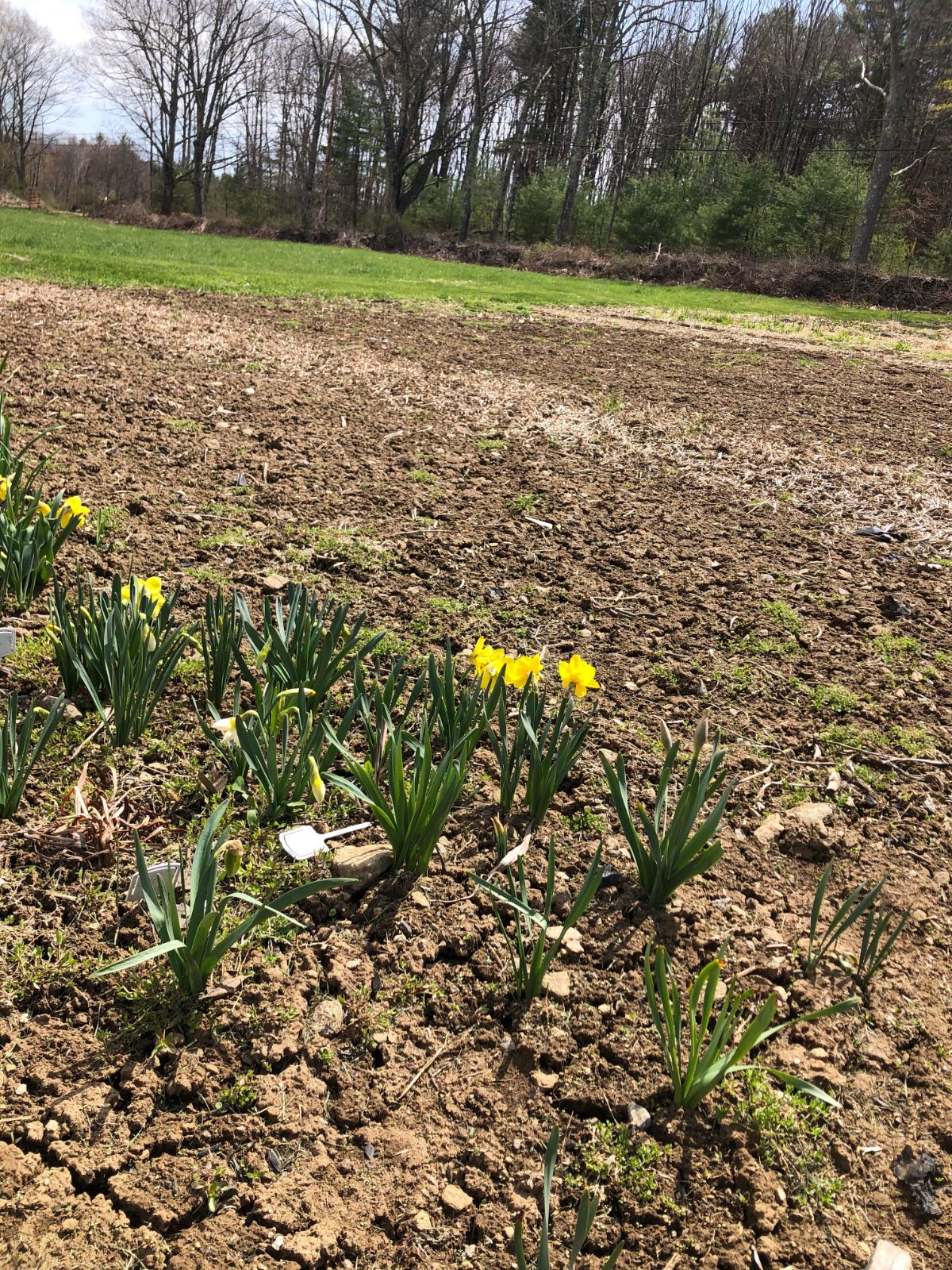 Daffodils blooming in spring