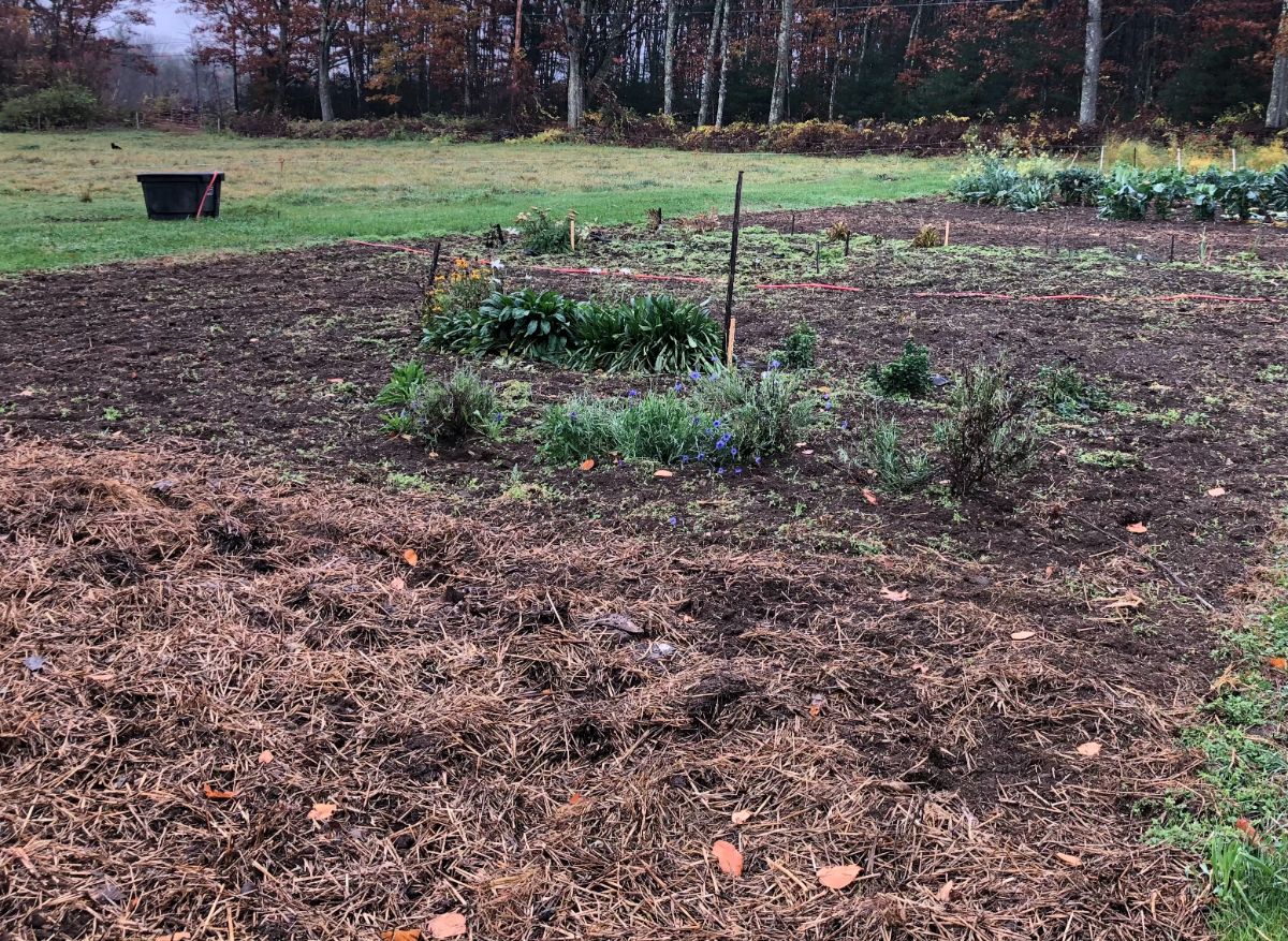 Fall planted bulbs covered in mulch