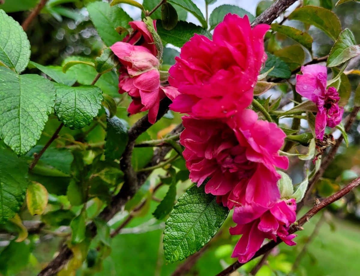 FJ Grootendorst hybrid rugosa rose