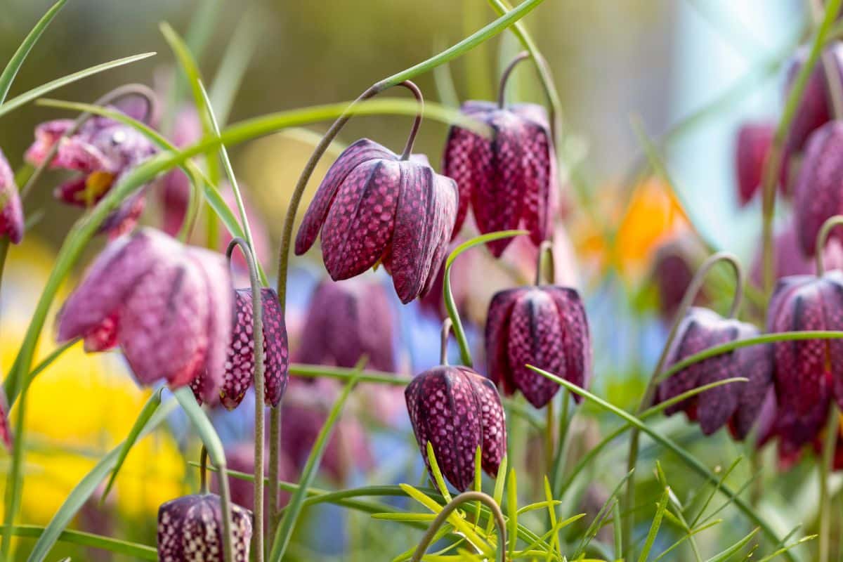 Purple checkered fritillaria planted in fall