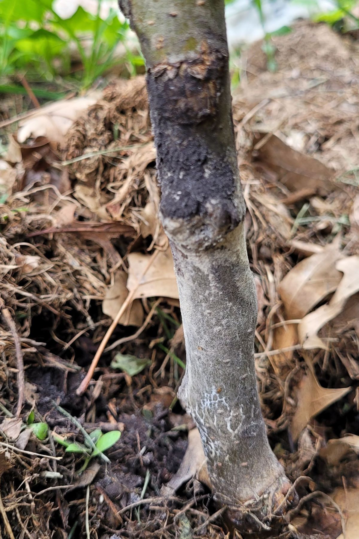 Fungus growing on a new tree trunk