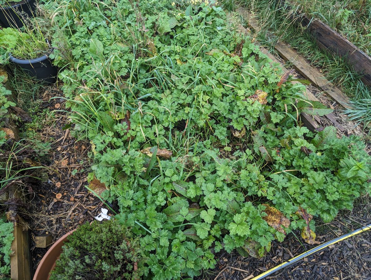 Overgrown weeds in a raised garden bed