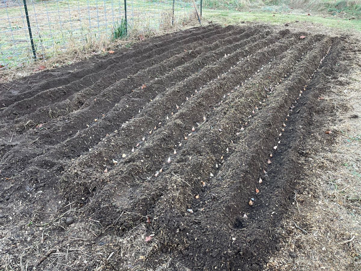 Garlic cloves planted in trenches ready to be covered