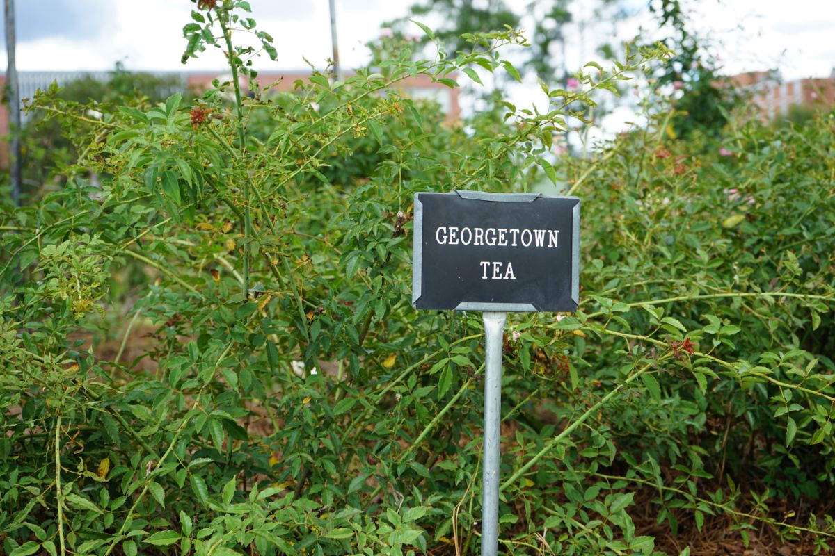 Georgetown Tea rose variety