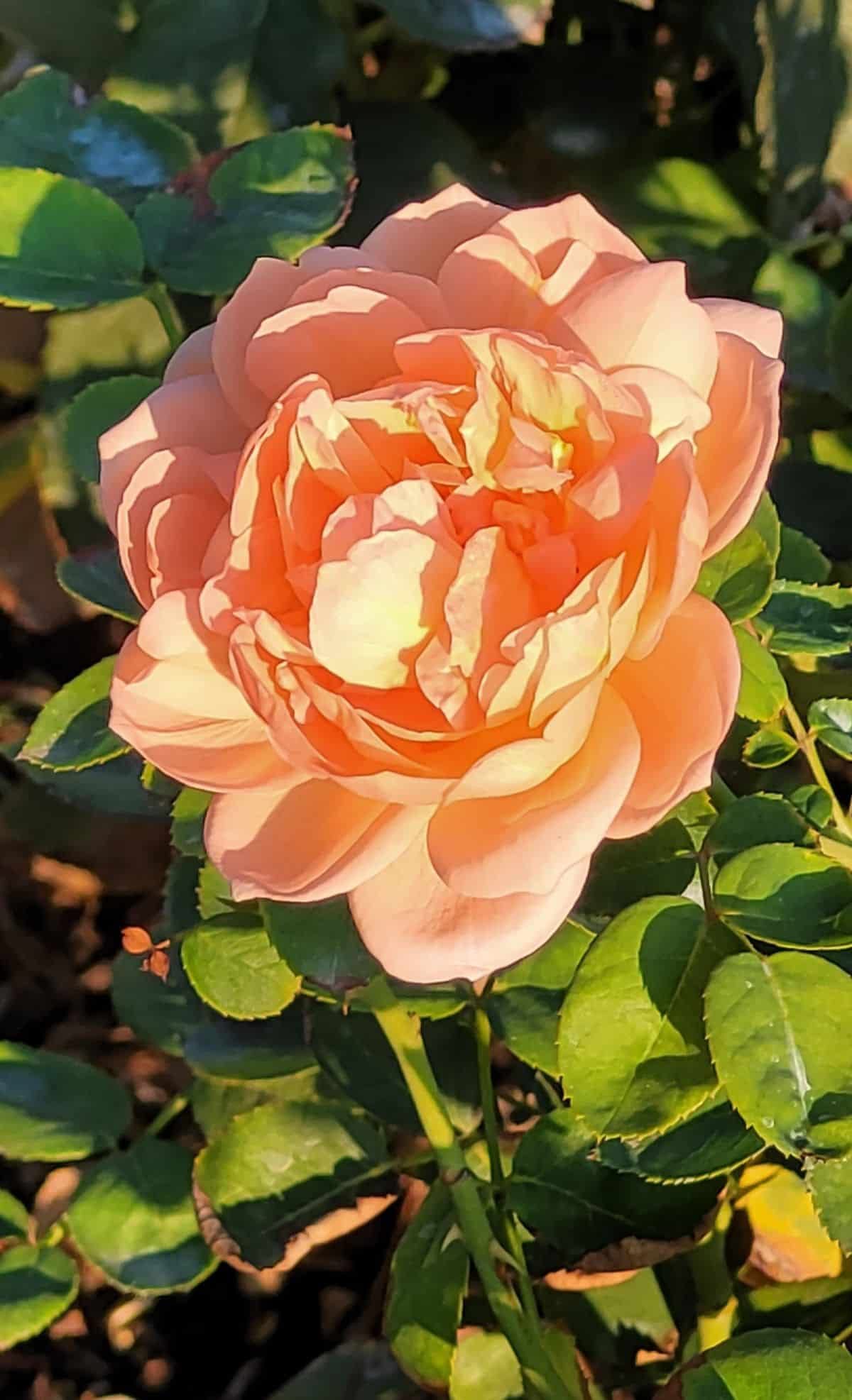 Disease resistant English rose, Golden Celebration