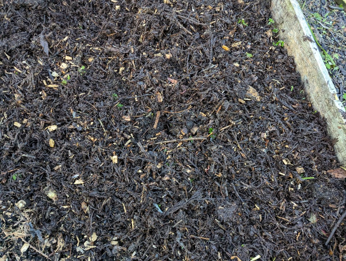 Planting a green manure cover crop in a raised bed