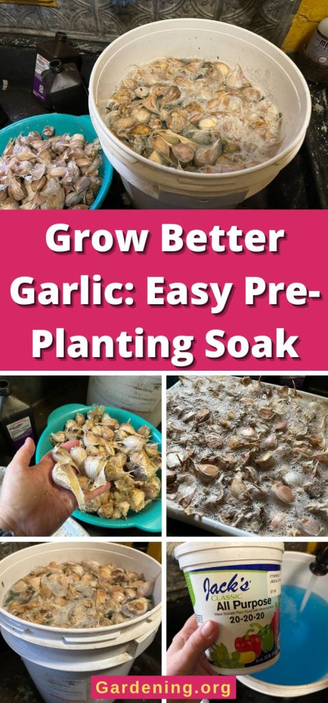 Grow Better Garlic: Easy Pre-Planting Soak pinterest image.