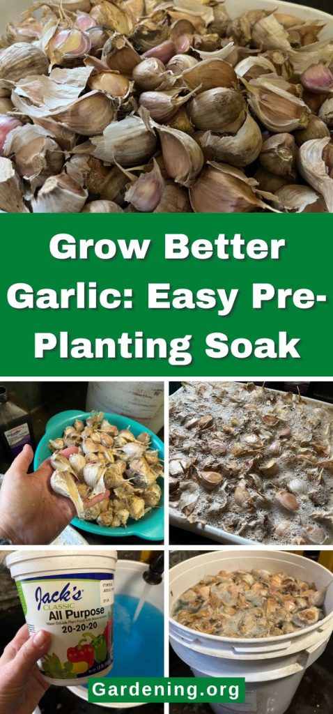 Grow Better Garlic: Easy Pre-Planting Soak pinterest image.