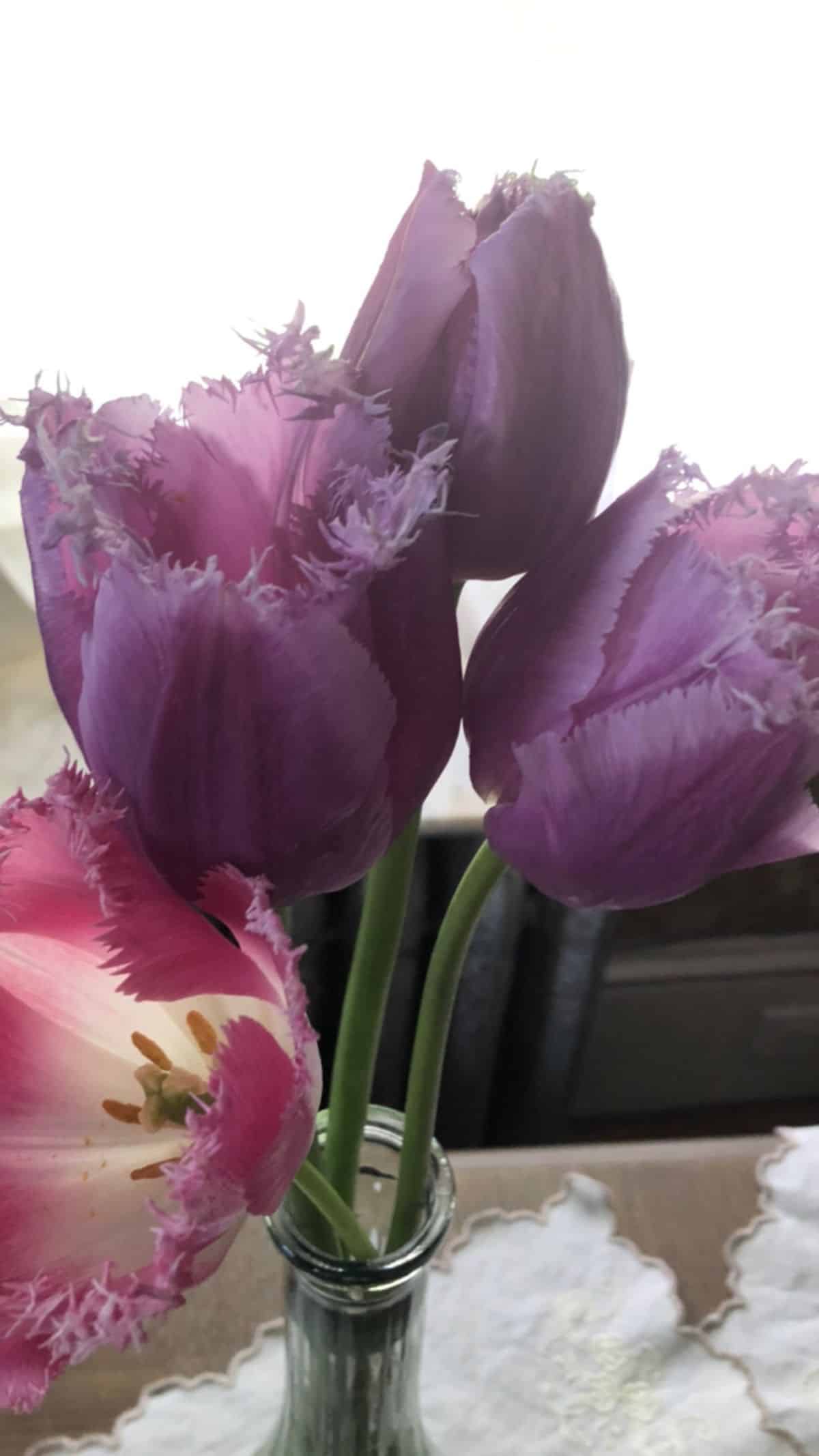 Tulips with shaggy edges on the petals