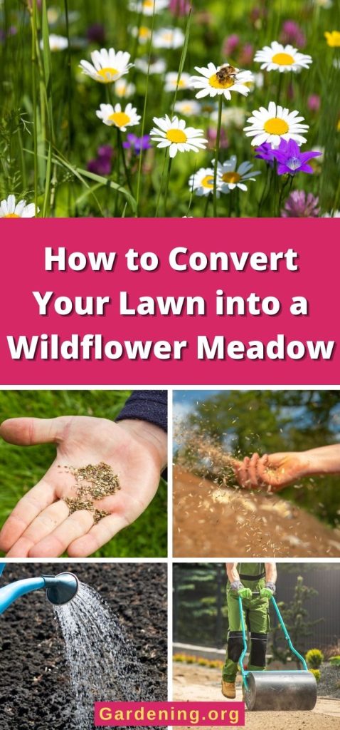How to Convert Your Lawn into a Wildflower Meadow pinterest image.