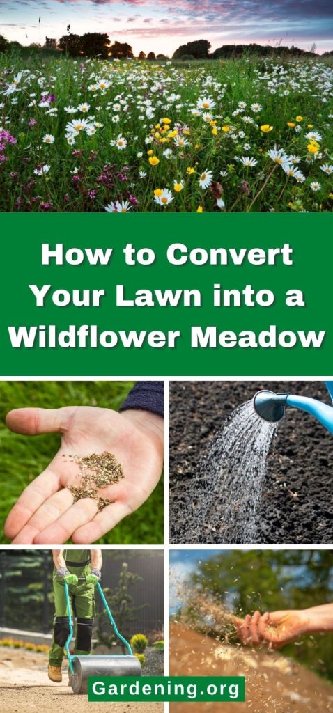 How to Convert Your Lawn into a Wildflower Meadow pinterest image.