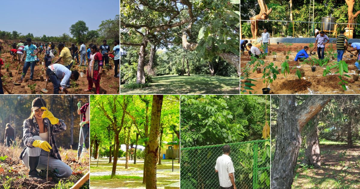 How to Create a Fast-Growing Mini Forest - Gardening