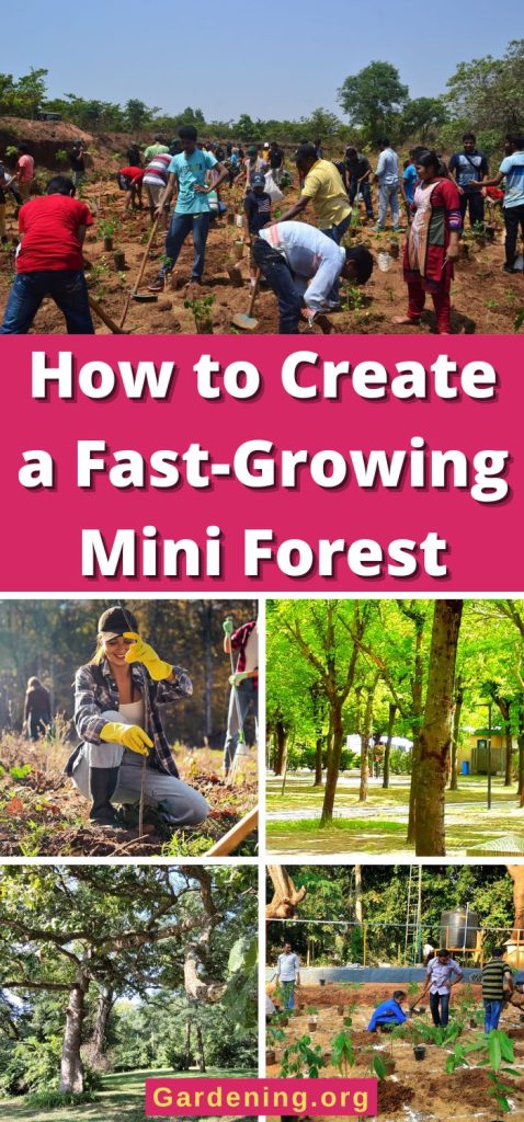 How to Create a Fast-Growing Mini Forest pinterest image.