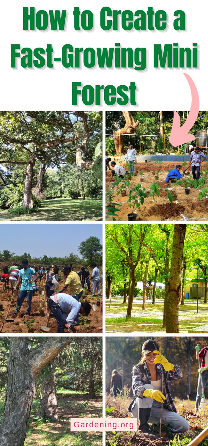 Mini Forest Project How to Create a Fast-Growing Mini Forest - Gardening