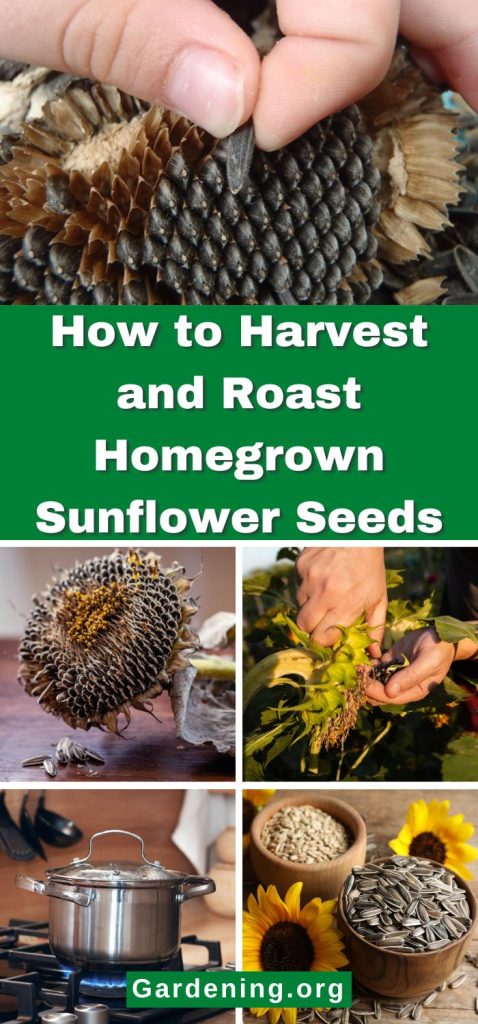 How to Harvest and Roast Homegrown Sunflower Seeds pinterest image.