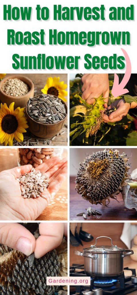 How to Harvest and Roast Homegrown Sunflower Seeds pinterest image.