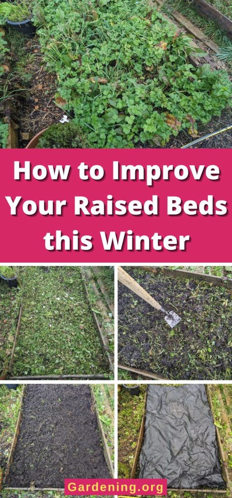How to Improve Your Raised Beds this Winter pinterest image.