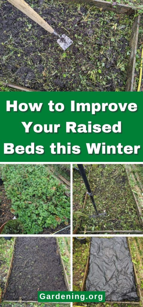How to Improve Your Raised Beds this Winter pinterest image.