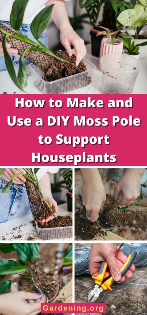 How to Make and Use a DIY Moss Pole to Support Houseplants pinterest image.