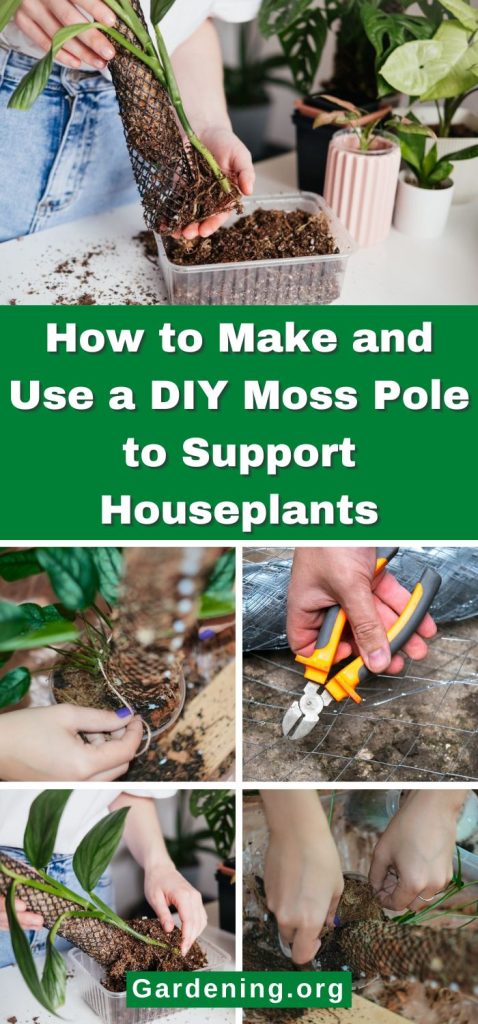 How to Make and Use a DIY Moss Pole to Support Houseplants pinterest image.