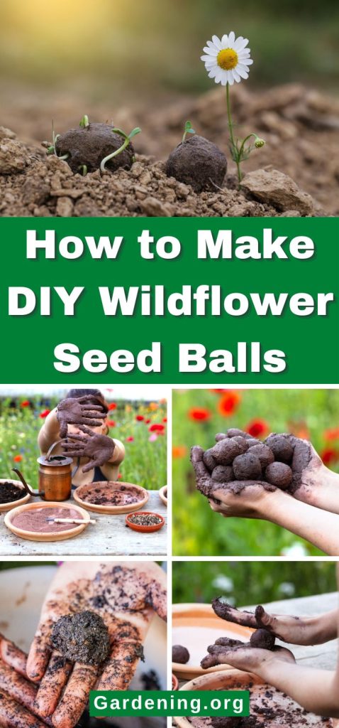 How to Make DIY Wildflower Seed Balls pinterest image.