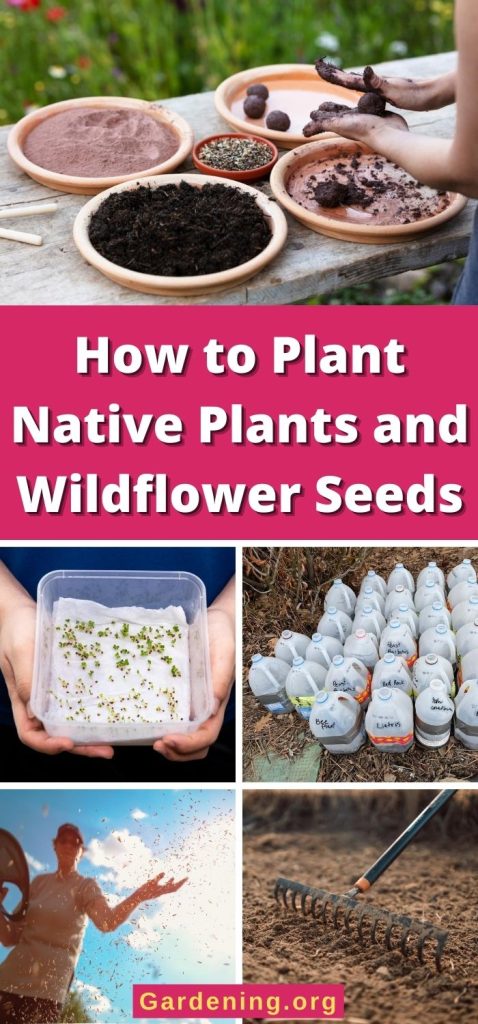 How to Plant Native Plants and Wildflower Seeds pinterest image.