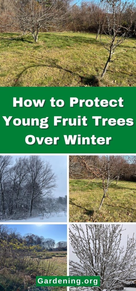 How to Protect Young Fruit Trees Over Winter pinterest image.