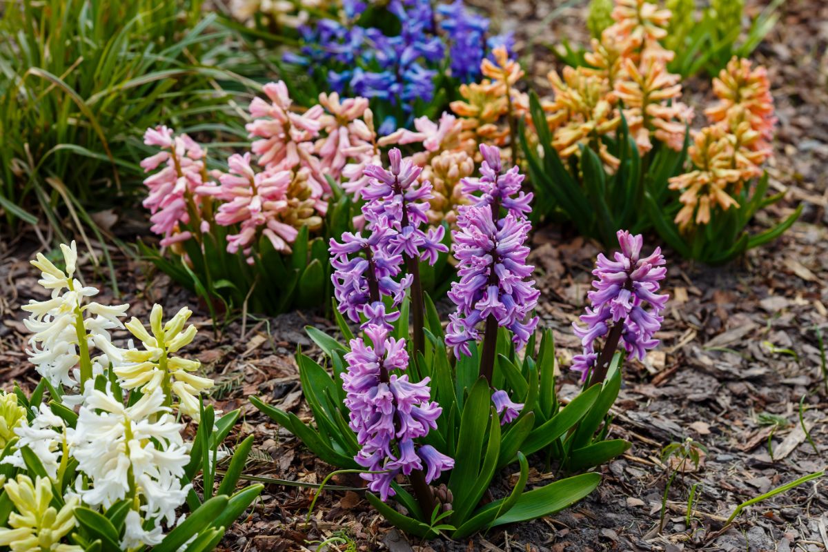 Hyacinths flowering in the spring