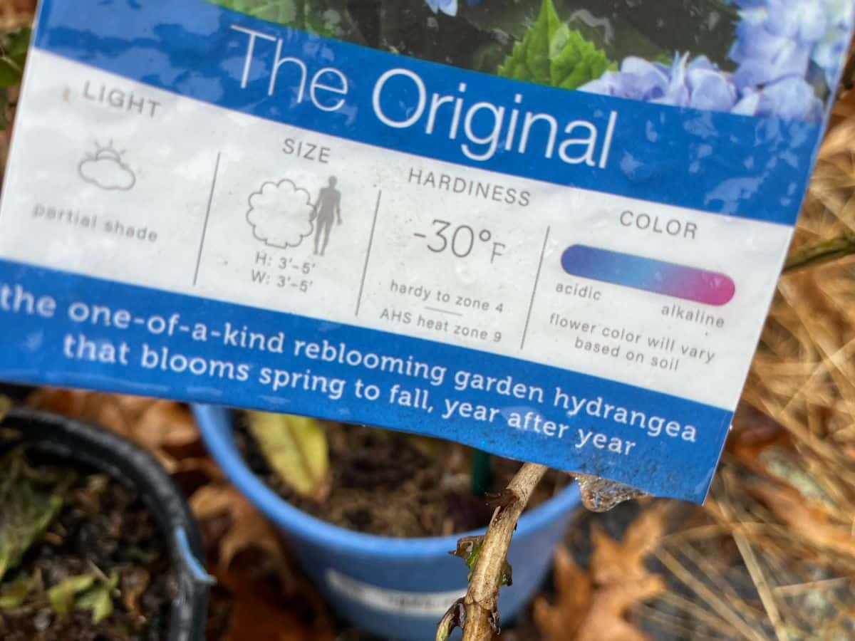 A hydrangea tag with hardiness and temperature information